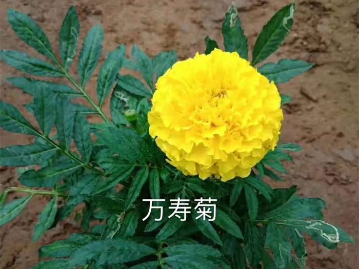 萬(wàn)壽菊